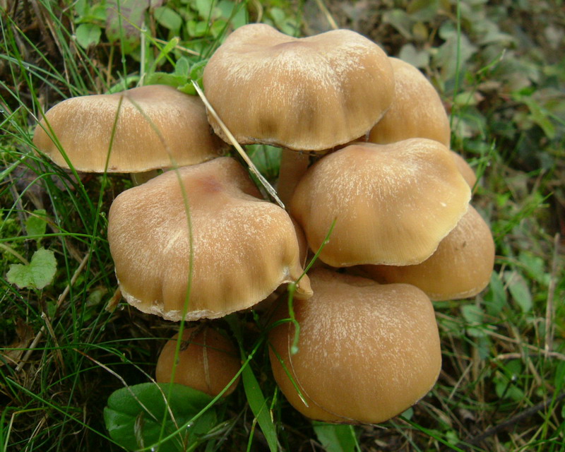 Collybia (cfr. Psathyrella piluliformis)